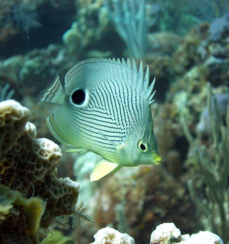 A cute Four-Eyed Butterfly Fish among the bright corals of a Caribbean reef. These little fish have a large false eye pattern on their tails to confuse predators. Taken on a shallow sunny dive in the Caribbean. A cute Four-Eyed Butterfly Fish among the bright corals of a Caribbean reef. These little fish have a large false eye pattern on their tails to confuse predators. Taken on a shallow sunny dive in the Caribbean