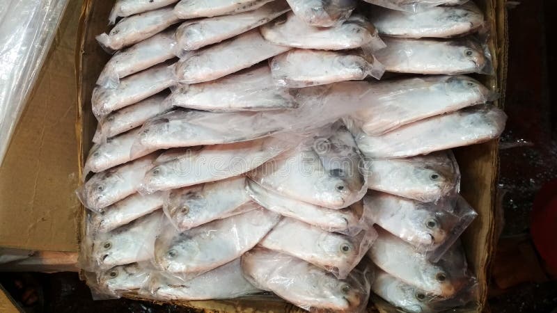 Pescados de Pomfert imágenes de archivo libres de regalías Pescados de Pomfert imágenes de archivo libres de regalías