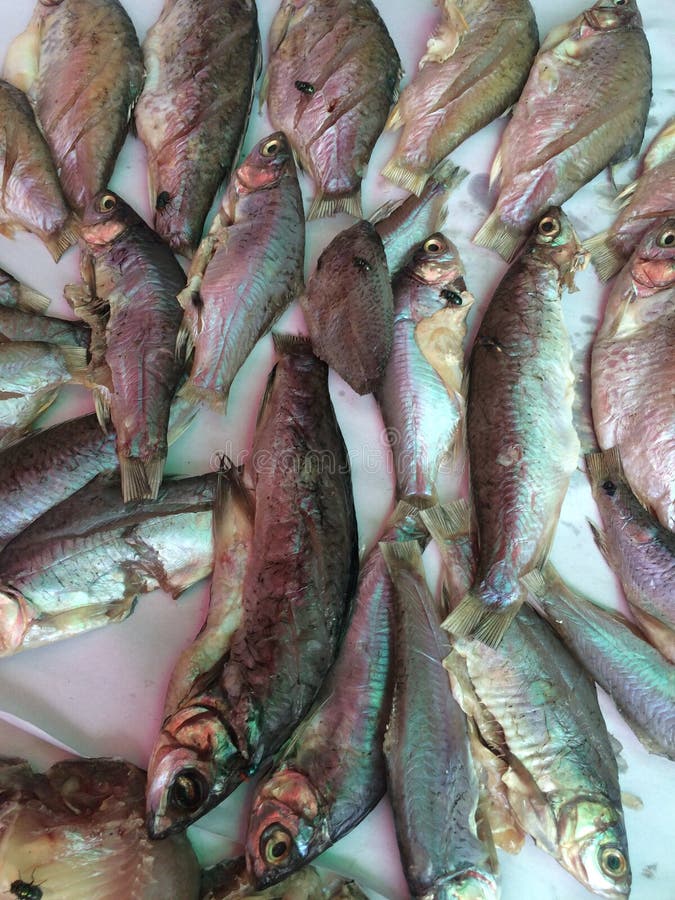 Pescados de sequía para el preservativo de comida foto de archivo Pescados de sequía para el preservativo de comida foto de archivo