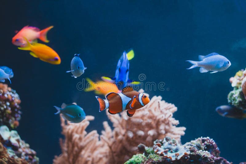 Pescados del colourfull del acuario diversos foto de archivo Pescados del colourfull del acuario diversos foto de archivo