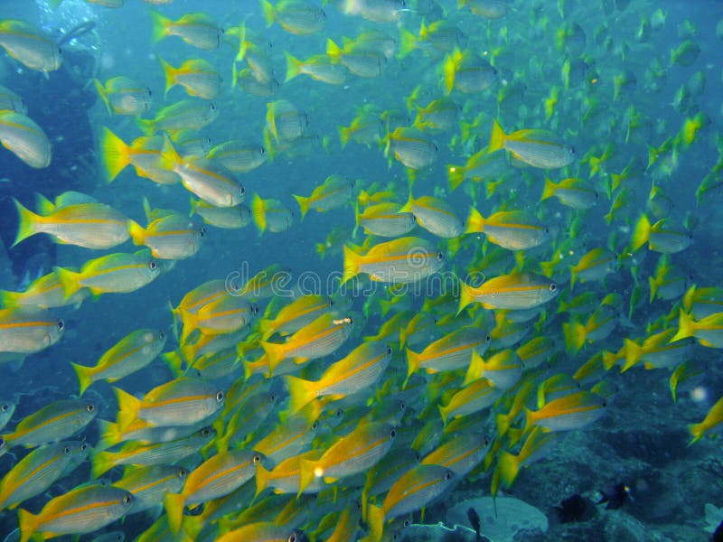 Pescados del filón coralino Pescados del filón coralino