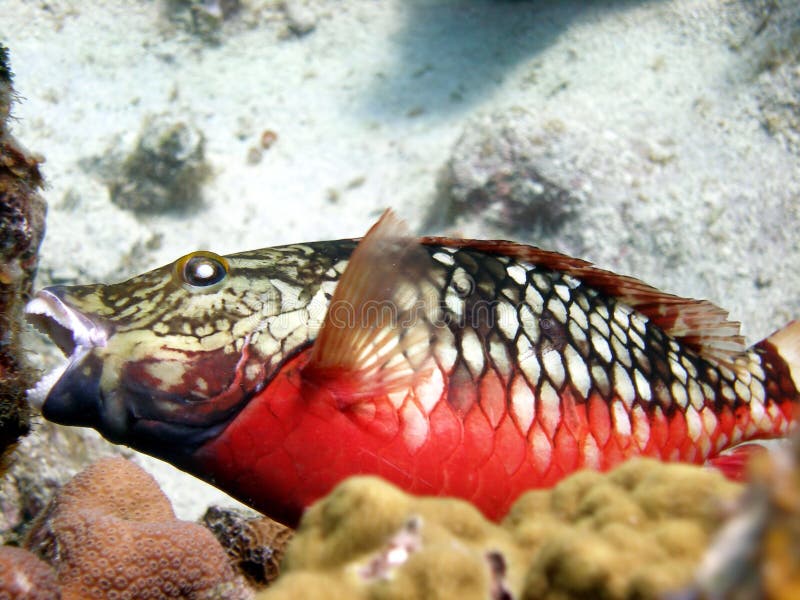 Pescados del loro que comen el coral imagen de archivo Pescados del loro que comen el coral imagen de archivo