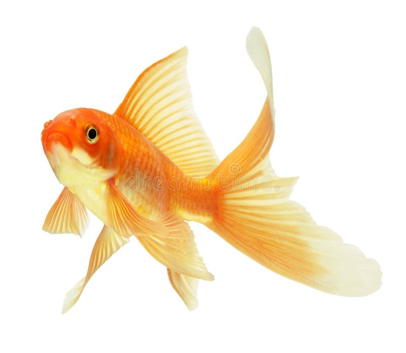 Pescados del oro foto de archivo libre de regalías