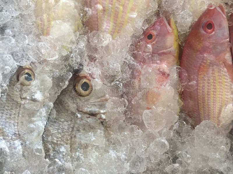 pescados en el mercado fotografía de archivo pescados en el mercado fotografía de archivo