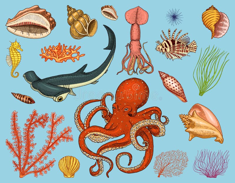 Pescados fijados o pompilius del nautilus de la criatura del mar, medusas y estrellas de mar pulpo y calamar, calamari delfín y ilustración del vector Pescados fijados o pompilius del nautilus de la criatura del mar, medusas y estrellas de mar pulpo y calamar, calamari delfín y ilustración del vector