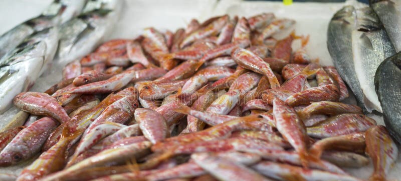 Pescados frescos del salmonete en el mercado de pescados imagenes de archivo Pescados frescos del salmonete en el mercado de pescados imagenes de archivo