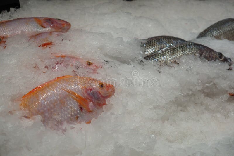 pescados Hielo-congelados fotos de archivo pescados Hielo-congelados fotos de archivo