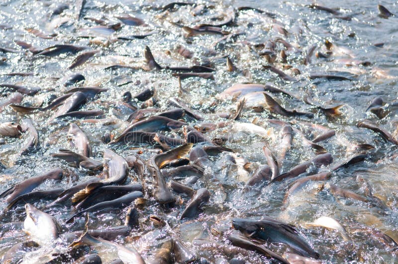 Pescados iridiscentes de los pescados o de Sawai del tiburón foto de archivo libre de regalías Pescados iridiscentes de los pescados o de Sawai del tiburón foto de archivo libre de regalías