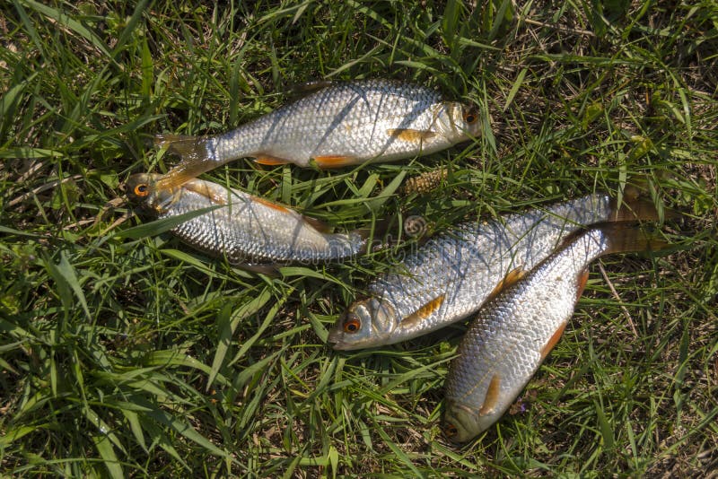 Pescados Rudd del río Algunos pescados que mienten en la hierba verde fotografía de archivo libre de regalías Pescados Rudd del río Algunos pescados que mienten en la hierba verde fotografía de archivo libre de regalías