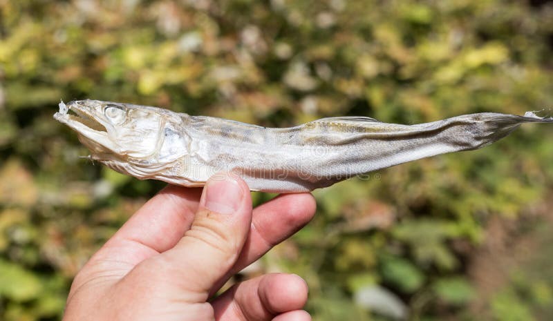 Pescados salados en seco al aire libre imagen de archivo libre de regalías Pescados salados en seco al aire libre imagen de archivo libre de regalías