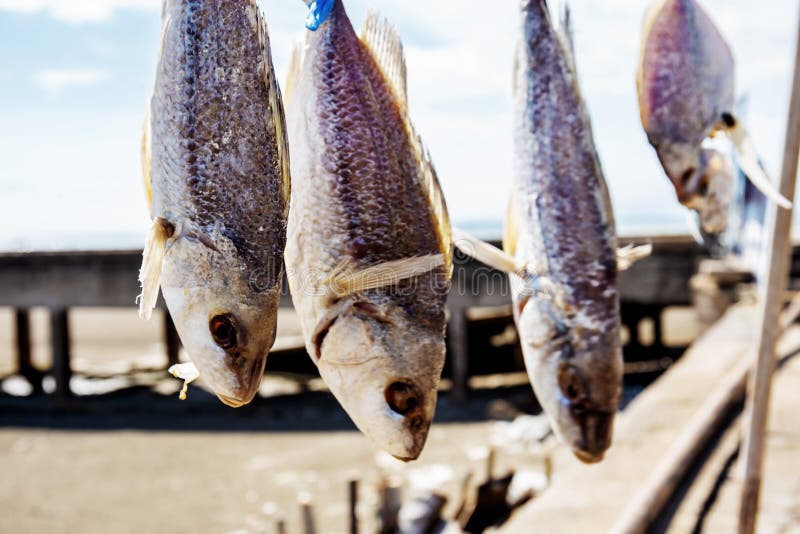 Pescados secos de la ejecución en la luz del sol foto de archivo libre de regalías Pescados secos de la ejecución en la luz del sol foto de archivo libre de regalías