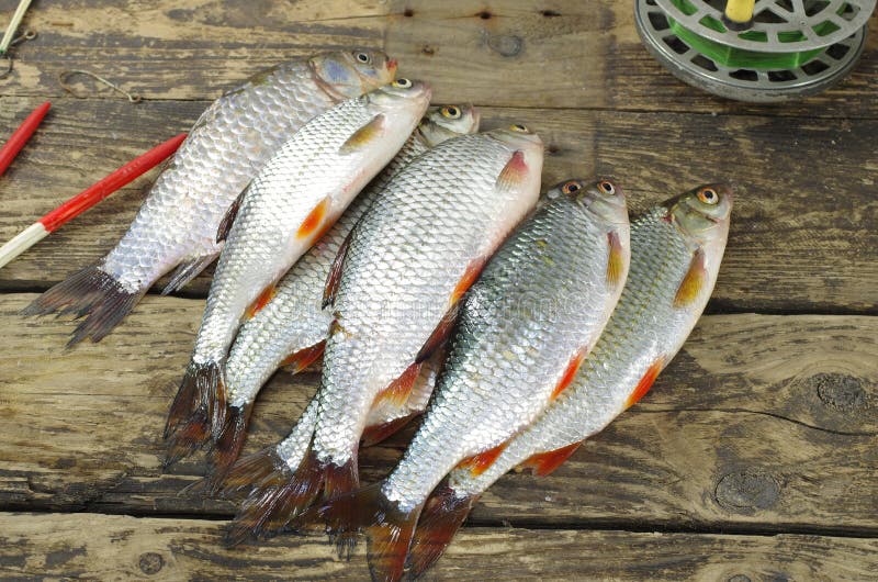 Pescados y accesorios de la pesca fotos de archivo