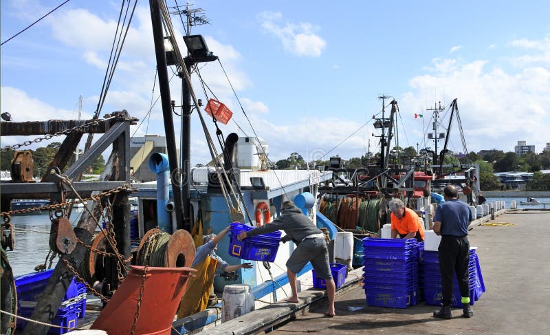 Pescatori australiani che scaricano frutti di mare nel wha di Sydney Fish Market fotografia stock Pescatori australiani che scaricano frutti di mare nel wha di Sydney Fish Market fotografia stock