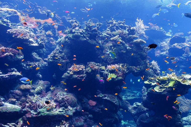 Pesce in acquario immagine stock Pesce in acquario immagine stock