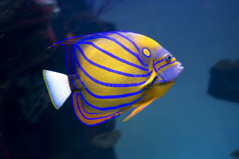 Pesceangelo dell'acquario immagine stock. Immagine di vita 51193023