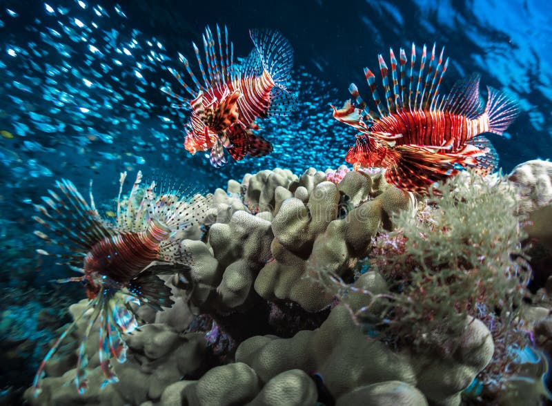 Pesce con la barriera corallina immagine stock libera da diritti Pesce con la barriera corallina immagine stock libera da diritti