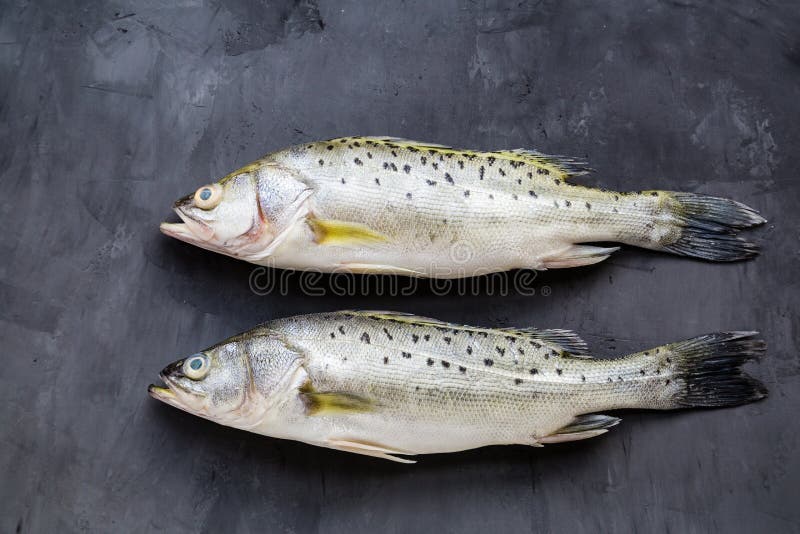 Pesce crudo fresco con le spezie, limone, sale su fondo di pietra scuro Disposizione creativa fatta del pesce, vista superiore co fotografia stock Pesce crudo fresco con le spezie, limone, sale su fondo di pietra scuro Disposizione creativa fatta del pesce, vista superiore co fotografia stock