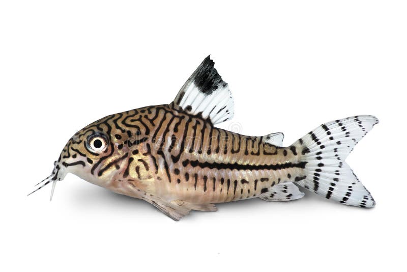Pesce d'acqua dolce dell'acquario del pesce gatto di trilineatus di Cory Corydoras Julii del leopardo immagine stock libera da diritti Pesce d'acqua dolce dell'acquario del pesce gatto di trilineatus di Cory Corydoras Julii del leopardo immagine stock libera da diritti