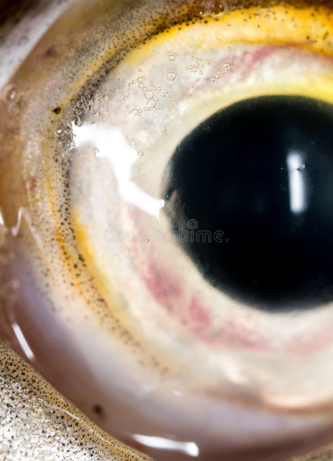 Pesce del luccio dell'occhio Macro eccellente fotografie stock libere da diritti Pesce del luccio dell'occhio Macro eccellente fotografie stock libere da diritti