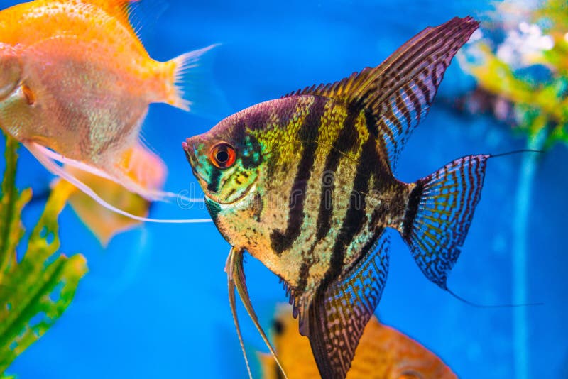 Pesce Di Angelo in Un Acquario Fotografia Stock Immagine di fresco, piccolo 63076658