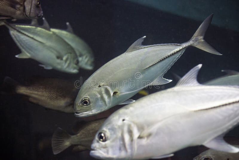 Pesce di argento del carongo cavallo Caranx hippos o cavalli giallo fotografia stock libera da diritti Pesce di argento del carongo cavallo Caranx hippos o cavalli giallo fotografia stock libera da diritti