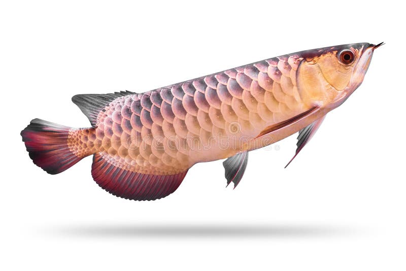 Pesce di Arowana isolato su fondo bianco Specie dell'Asia Percorso di ritaglio