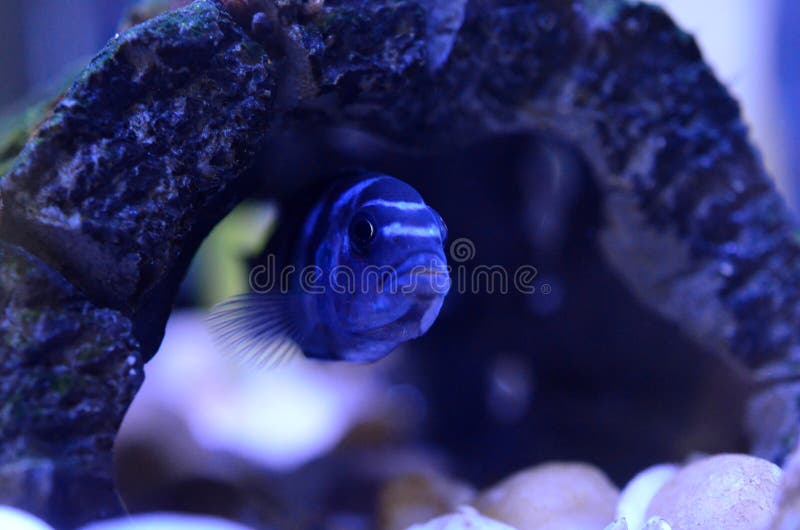 Pesce di cichlidae in acquario Nome scientifico: Pseudotropheus Demasoni immagini stock libere da diritti Pesce di cichlidae in acquario Nome scientifico: Pseudotropheus Demasoni immagini stock libere da diritti