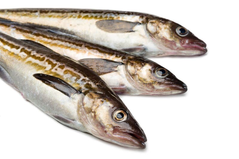 Pesce di stormo di alaska appena catturato fotografia stock
