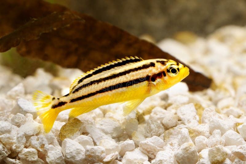 Pesce dorato dell'acquario di mbuna di melanochromis auratus delle cichlidae di Auratus immagini stock Pesce dorato dell'acquario di mbuna di melanochromis auratus delle cichlidae di Auratus immagini stock