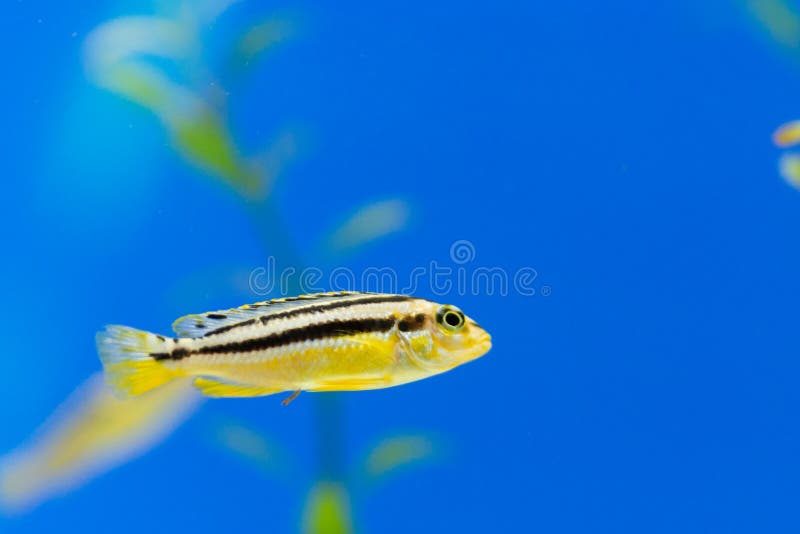 Pesce dorato dell'acquario di mbuna di melanochromis auratus delle cichlidae di Auratus immagini stock libere da diritti Pesce dorato dell'acquario di mbuna di melanochromis auratus delle cichlidae di Auratus immagini stock libere da diritti