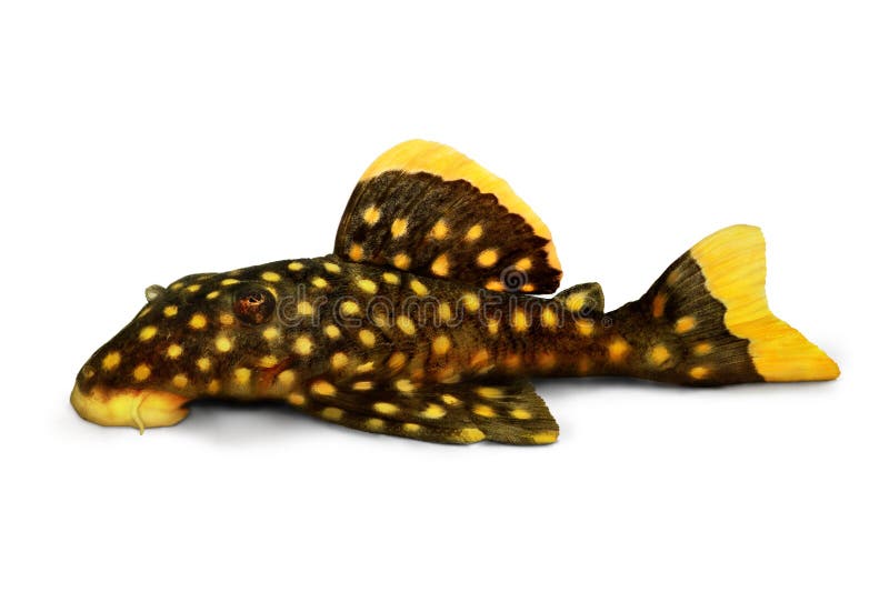 Pesce dorato dell'acquario di xanthellus di Plecostomus L-018 Baryancistrus del pesce gatto di pleco della pepita