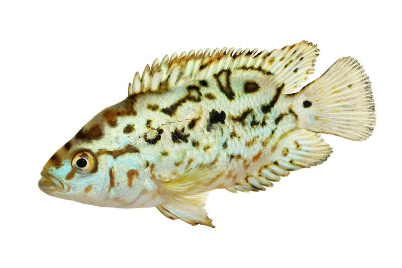 Pesce elettrico dell'acquario di Nandopsis Octofasciatum delle cichlidae di dempsey della presa blu fotografia stock libera da diritti Pesce elettrico dell'acquario di Nandopsis Octofasciatum delle cichlidae di dempsey della presa blu fotografia stock libera da diritti
