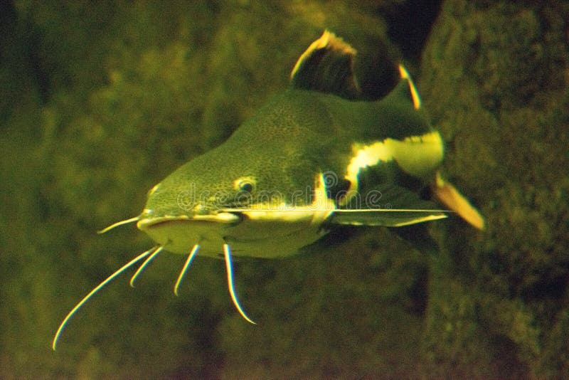 Blue catfish Close up. Blue catfish Close up