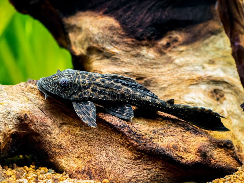 Pesce gatto o pleco hypostomus plecostomus (pleco) comune isolati in un serbatoio di pesce con fondo sfuocato
