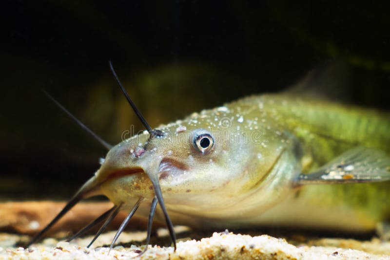 Pesce gatto, pesce predatore di acqua dolce invasivo e pericoloso, Ictalurus punctatus, che mostra la testa