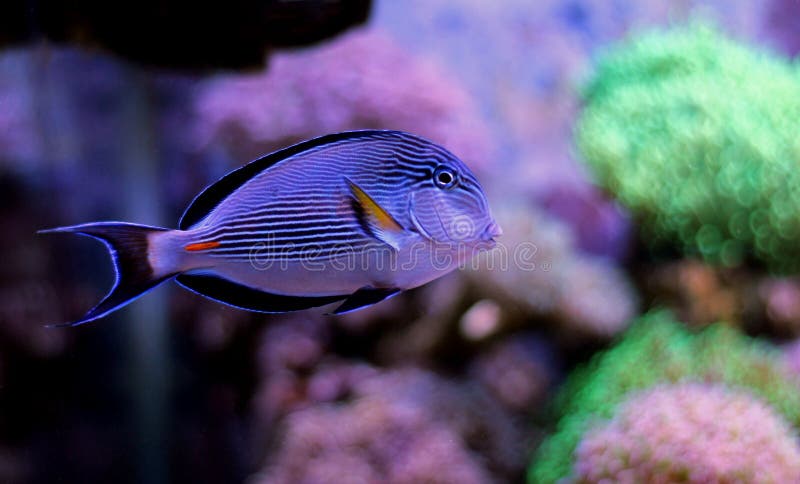 Pesce maestoso dell'acquario di Sohal Tang fotografia stock libera da diritti Pesce maestoso dell'acquario di Sohal Tang fotografia stock libera da diritti