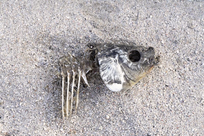 Pesce morto sulla sabbia a causa della siccità Fishbone sulla sabbia fotografie stock libere da diritti Pesce morto sulla sabbia a causa della siccità Fishbone sulla sabbia fotografie stock libere da diritti