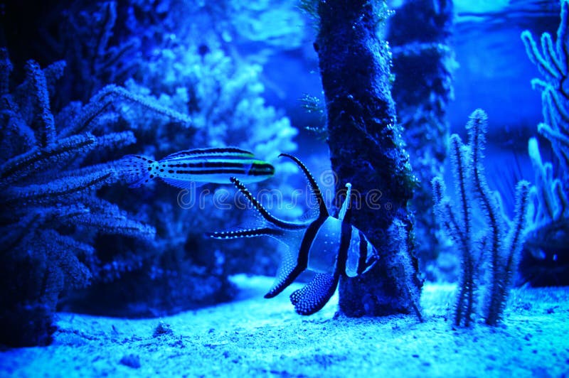 Pesce nello zoo fotografia stock Pesce nello zoo fotografia stock