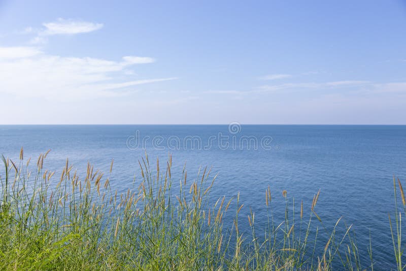 Pesce penniseto prato di mare fotografia stock libera da diritti Pesce penniseto prato di mare fotografia stock libera da diritti