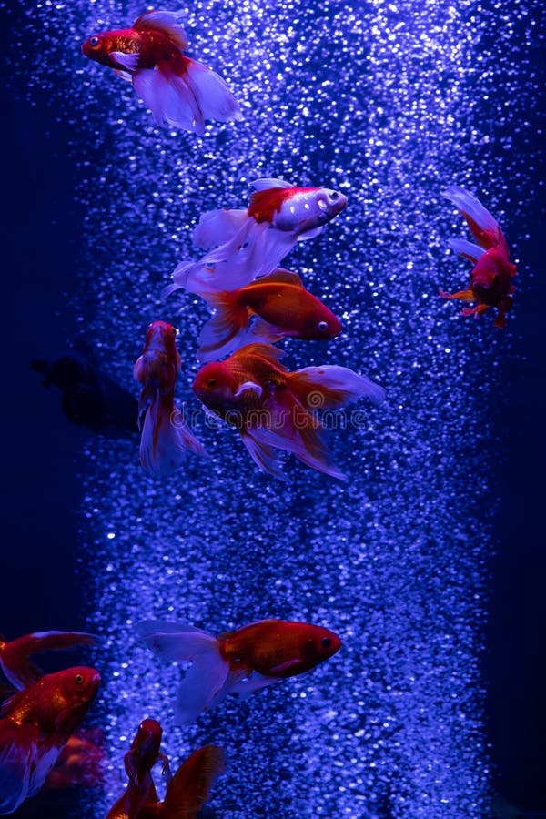 Pesce rosso dell'oro dello sciame nel fondo del blu delle bolle di aria immagini stock Pesce rosso dell'oro dello sciame nel fondo del blu delle bolle di aria immagini stock