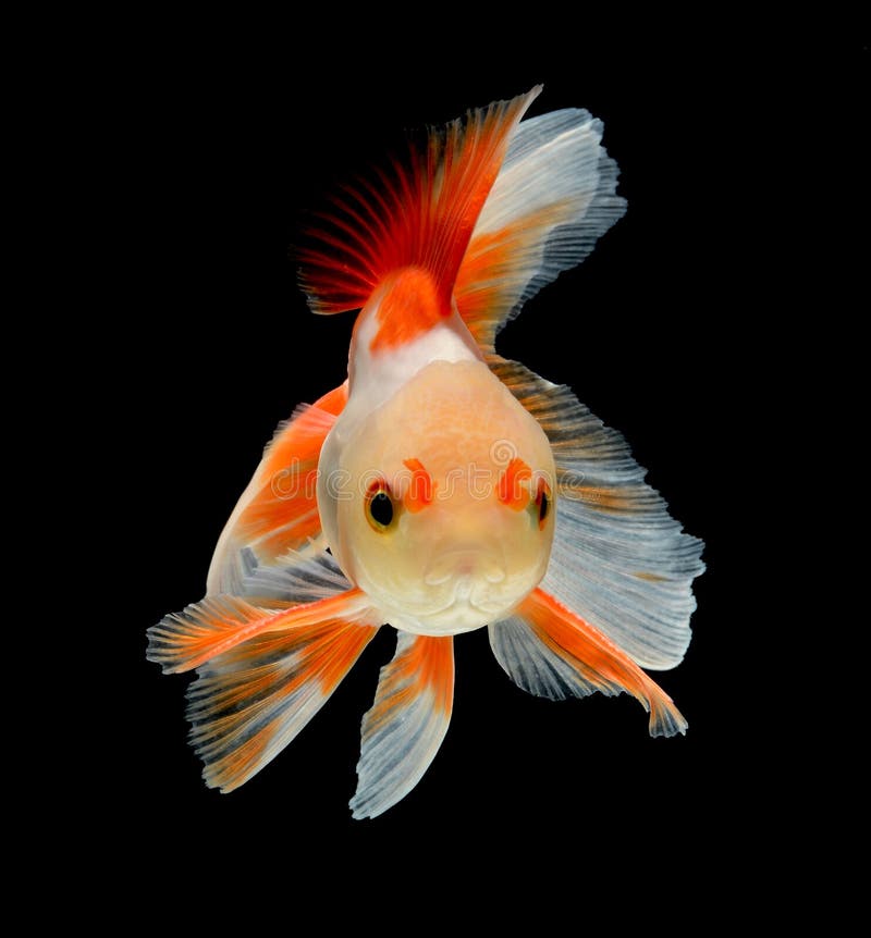 Pesce Pesce Rosso Bianco Di Oranda Con La Testa Di Rosso Su Fondo Nero