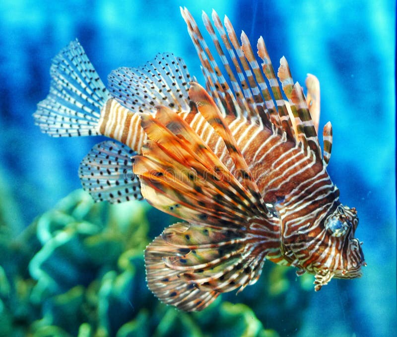 Pesce tropicale del leone del pesce in acquario fotografie stock Pesce tropicale del leone del pesce in acquario fotografie stock