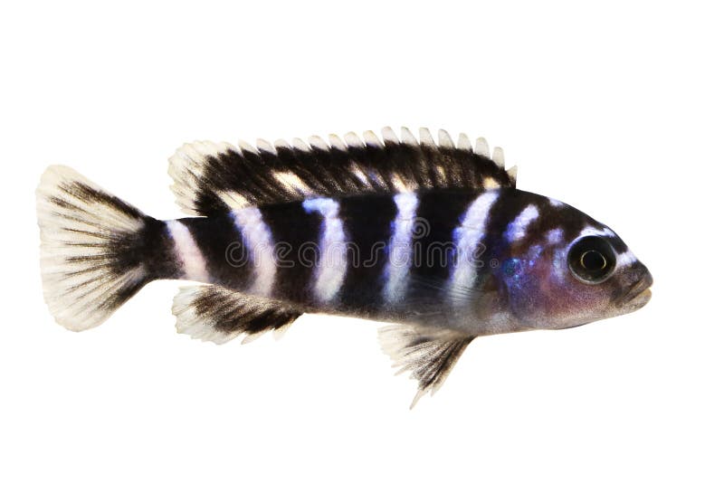 Pesce tropicale dell'acquario di demasoni di Pseudotropheus delle cichlidae del Malawi isolato fotografie stock Pesce tropicale dell'acquario di demasoni di Pseudotropheus delle cichlidae del Malawi isolato fotografie stock