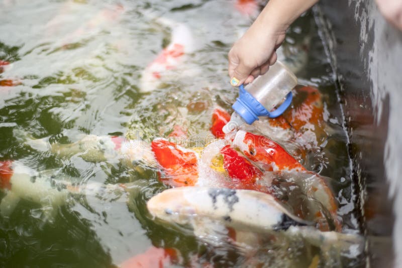 Pesce variopinto della carpa di alimentazione manuale della donna fotografia stock libera da diritti Pesce variopinto della carpa di alimentazione manuale della donna fotografia stock libera da diritti