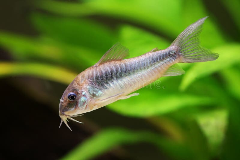 Pesce verde smeraldo dell'acquario degli splendens di Corydoras del pesce gatto del pesce gatto verde di Cory fotografia stock Pesce verde smeraldo dell'acquario degli splendens di Corydoras del pesce gatto del pesce gatto verde di Cory fotografia stock