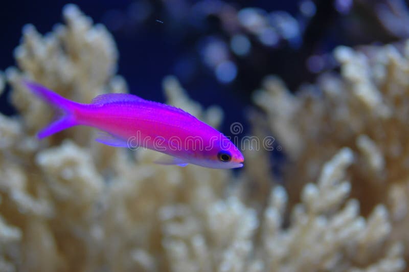 Pesce viola stock photo. Image of animal, fish, nature 9040664
