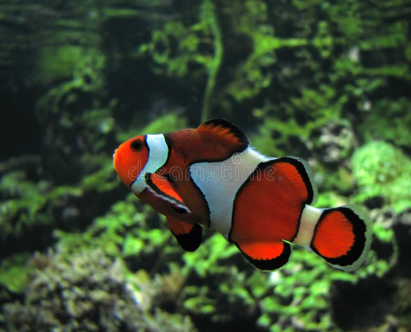 Pesci del pagliaccio (Amphiprion Ocellaris) fotografie stock libere da diritti Pesci del pagliaccio (Amphiprion Ocellaris) fotografie stock libere da diritti