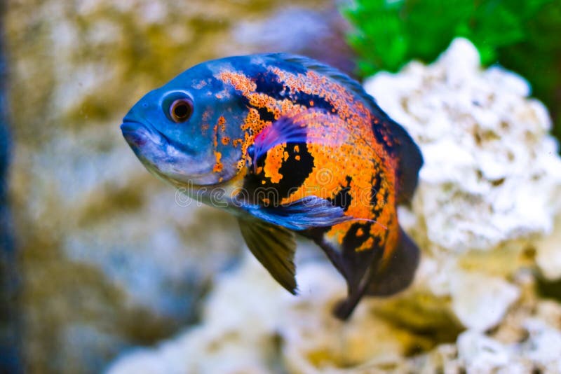Pesci dell'acquario fotografia stock libera da diritti Pesci dell'acquario fotografia stock libera da diritti