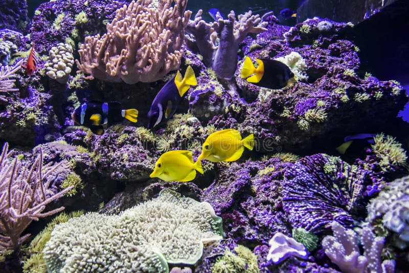 Pesci dell'acquario immagini stock libere da diritti Pesci dell'acquario immagini stock libere da diritti