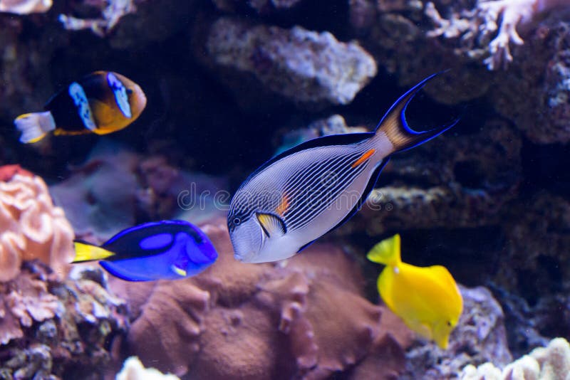 Decorazione Corallo Artificiale Per Acquario - Resina Colorata Per Pesci Marini E D'acqua Dolce